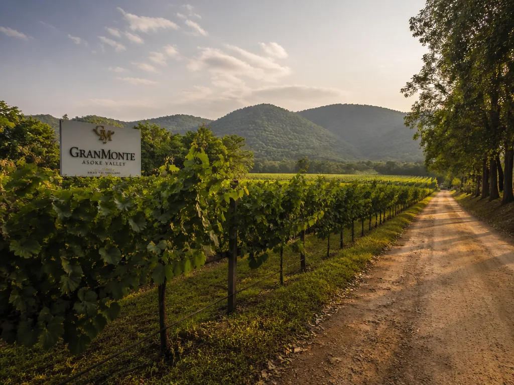 Khao Yai vineyard rows with mountains in background at sunset
