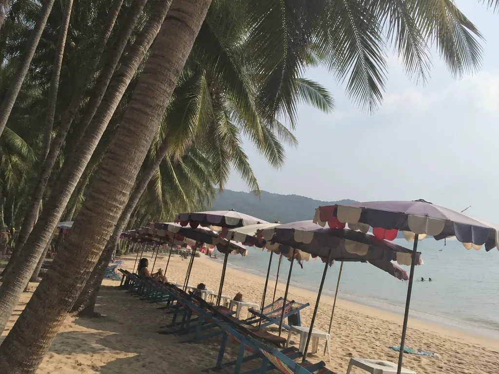 Row of rental beach chairs under coconut palms