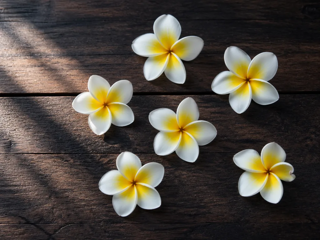 Frangipani petals scattered on dark polished wood surface in spa reception
